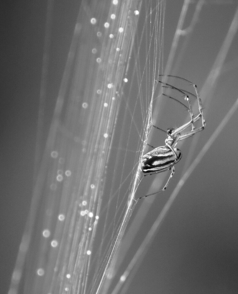 Insect web arachnid