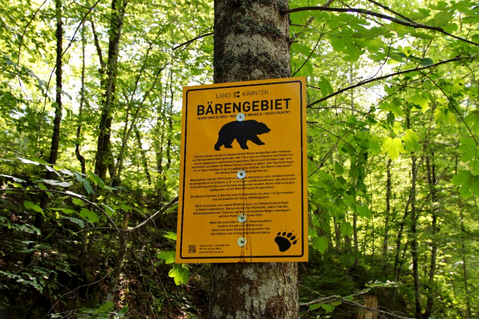 The region of the bear the occurrence of bears bear