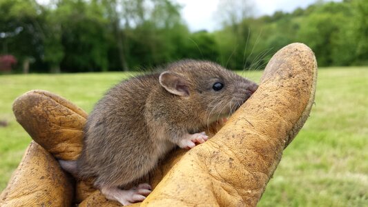 Mouse nature rodent photo