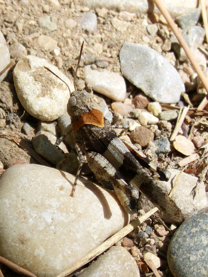 Stones camouflage orthopteron