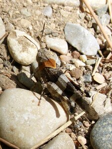 Stones camouflage orthopteron