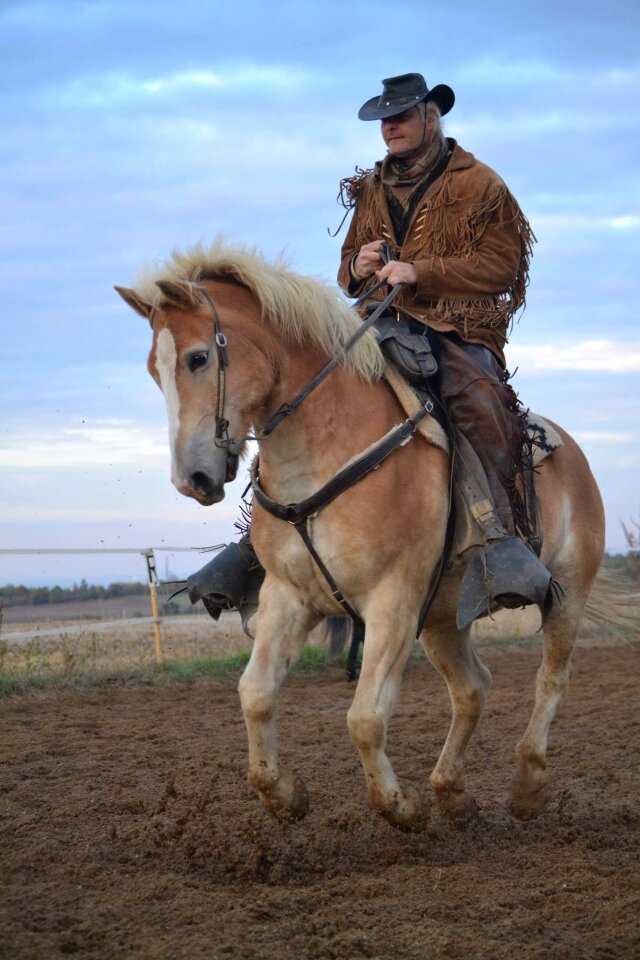 Chestnut breed adult