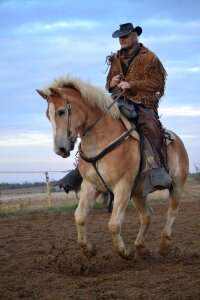 Chestnut breed adult