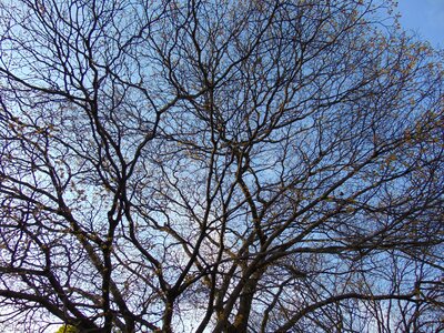 Nature old tree sky photo