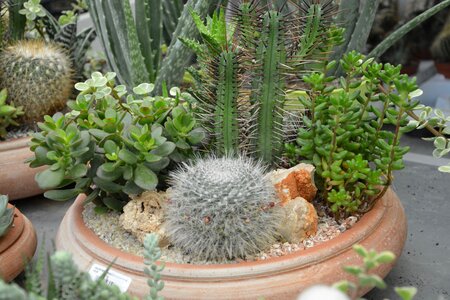 Pot composition nature