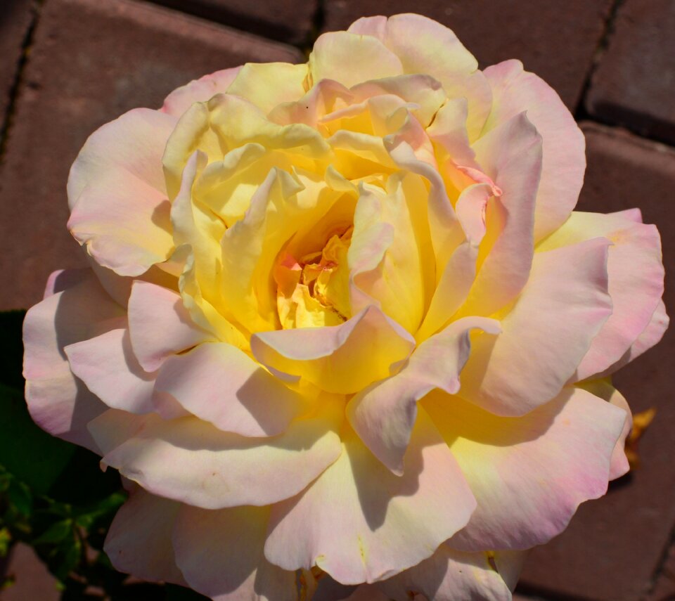 Rose flower rose garden