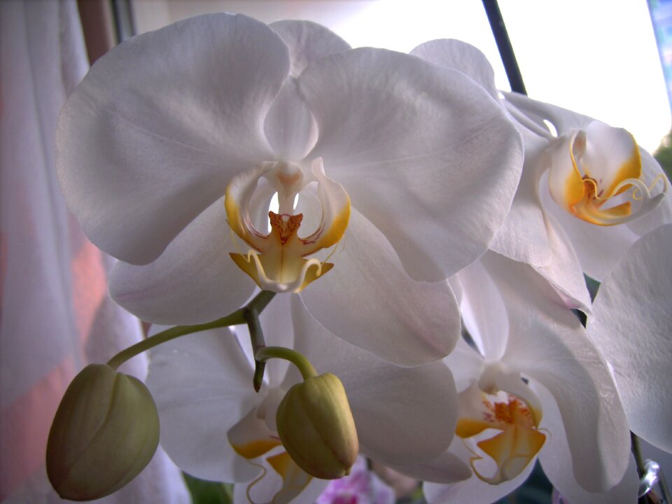 Blossom bloom white