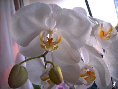 Blossom bloom white