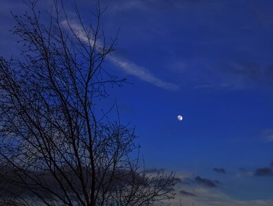 Blue moon tree photo