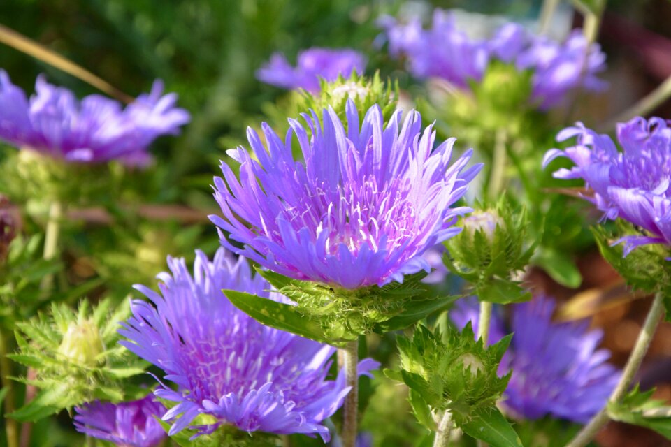 Jardiniere pot nature photo