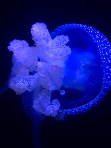 Aquarium underwater photo