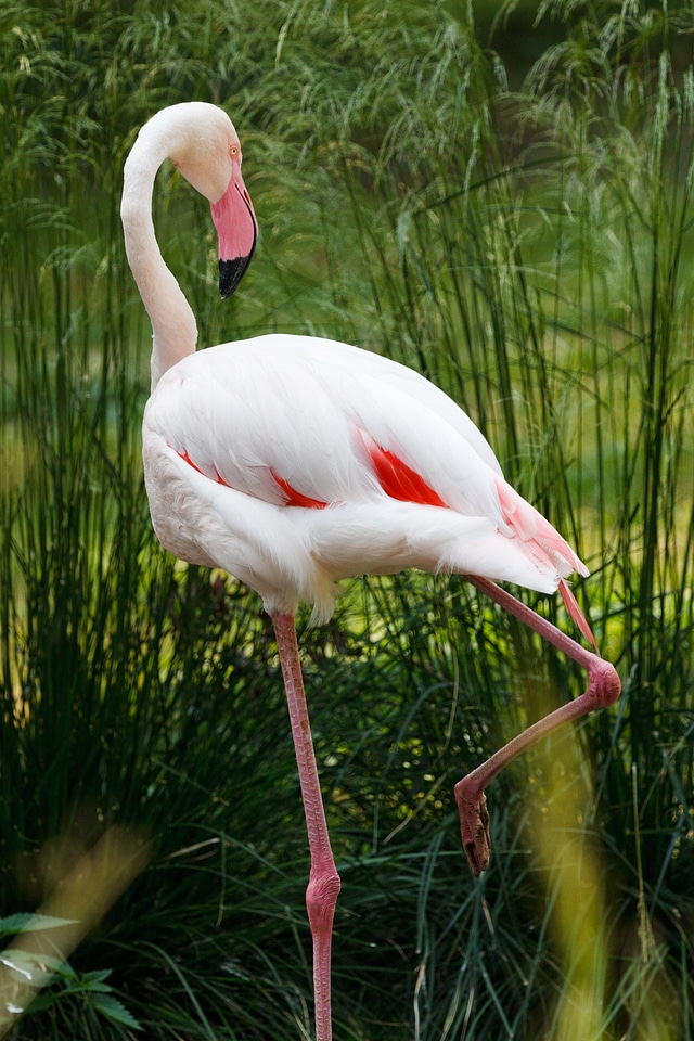 Bird exotic fauna