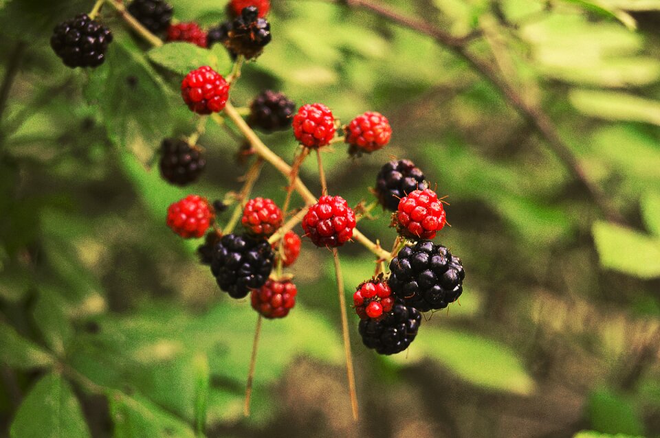 Berries wild wild fruits