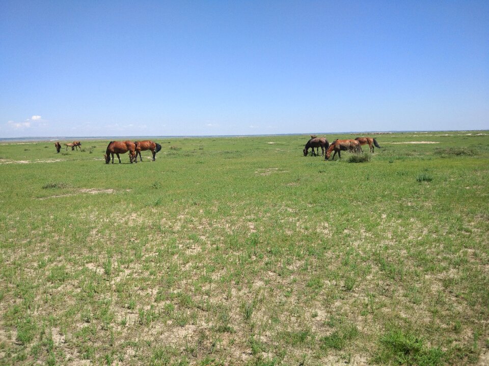 Empty blue sky horse