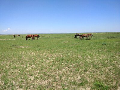 Empty blue sky horse