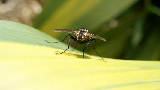 Fly wings colombia