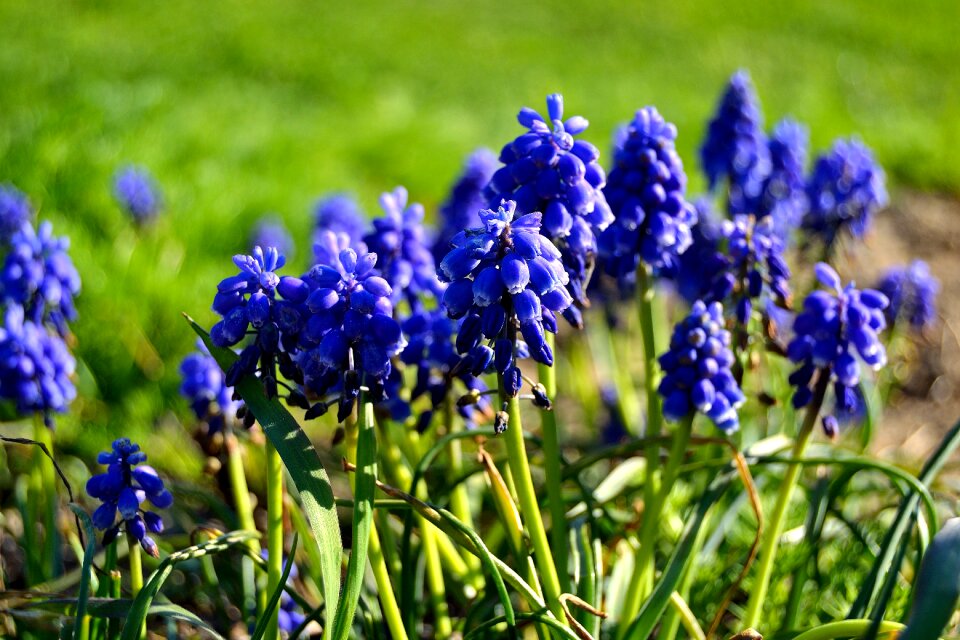 Blue flowers summer blue