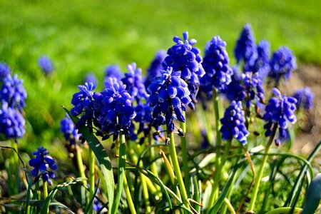 Blue flowers summer blue