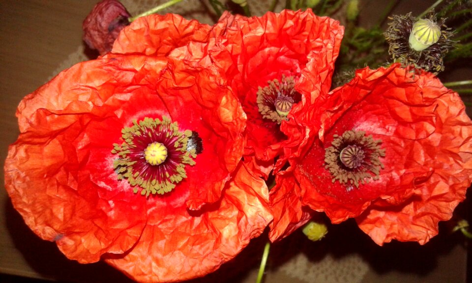 Poppy red plant