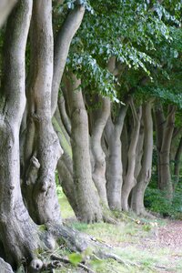 Strains hornbeam log