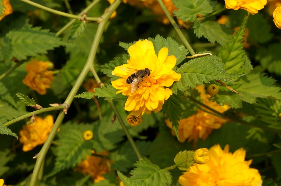 Bee flower yellow flower
