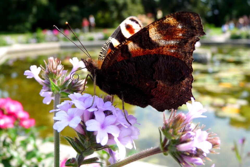 Insect wings flower