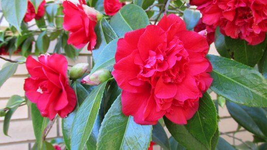 Tree red bloom photo