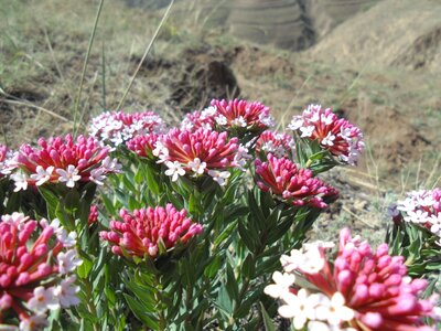 Wild flowers the loess plateau if the dons