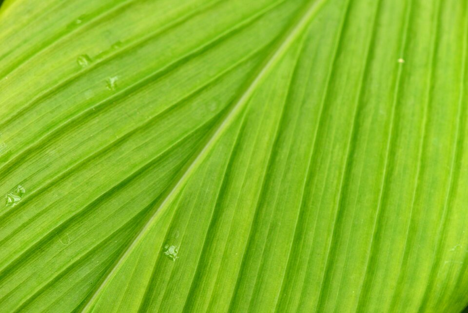 Zoom leaf veins plants