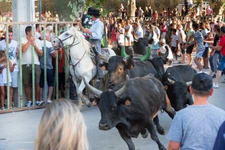 100 bulls gardians horses photo