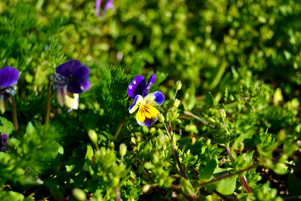 Purple violin flower flowers