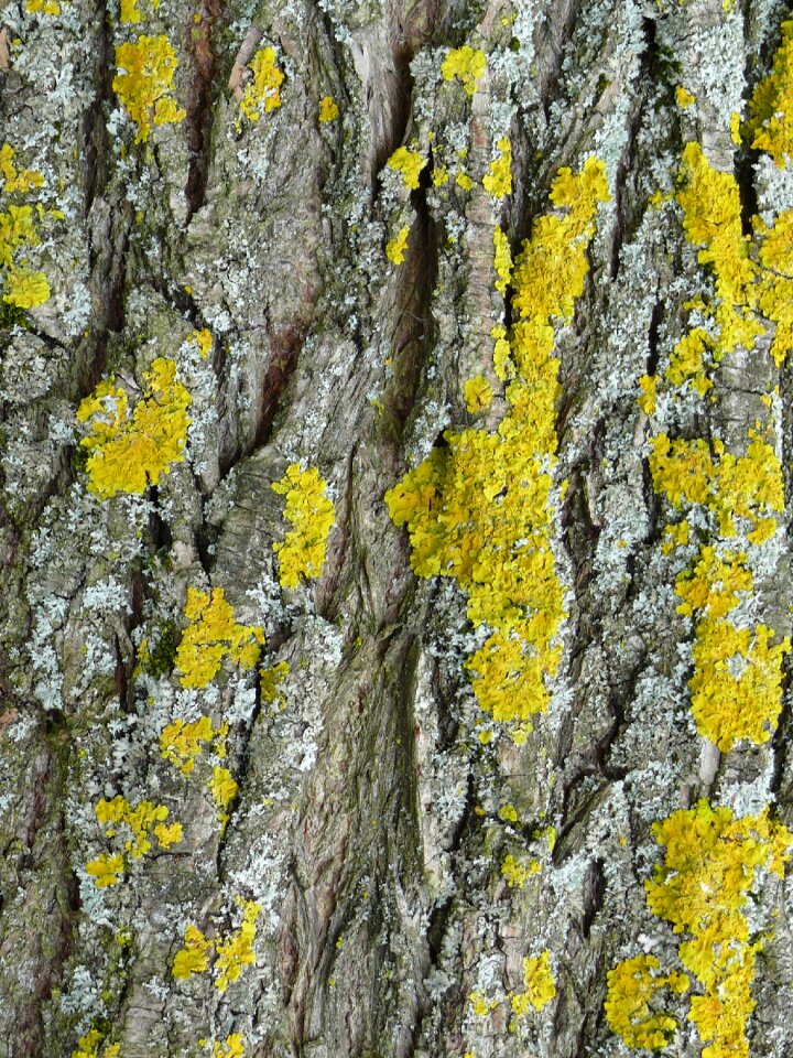 Tree bark lichen close up
