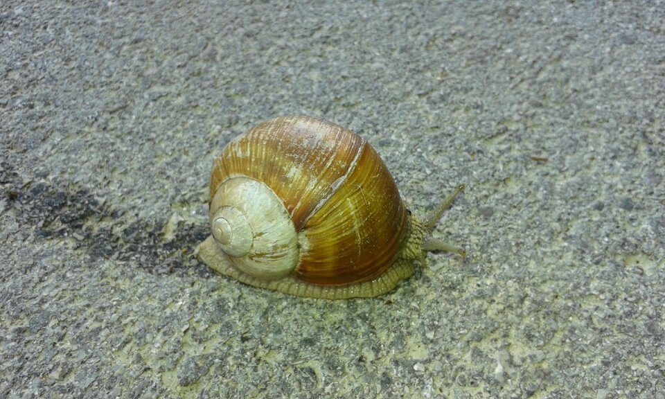 Shell slimy slime