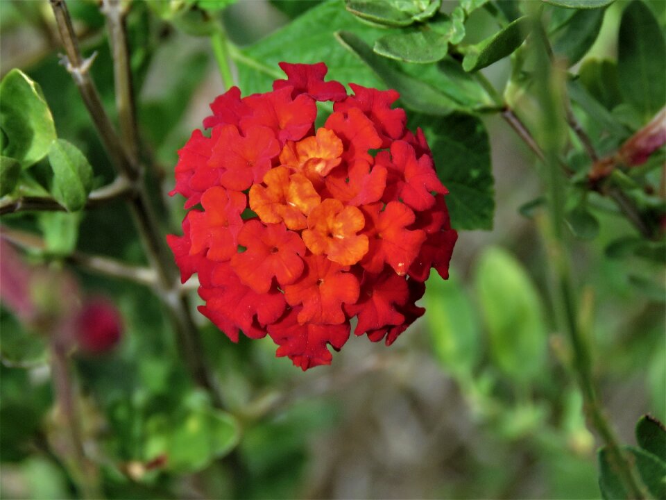 Orange rust garden