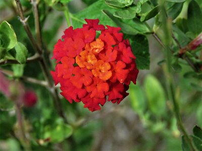 Orange rust garden