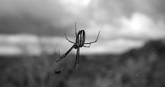 Web nature armenia