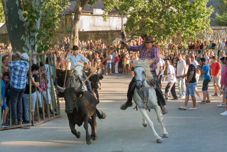 100 bulls gardians horses