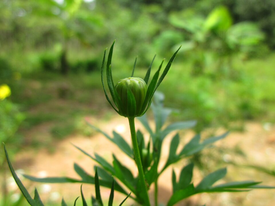 Buds beautiful flower scene