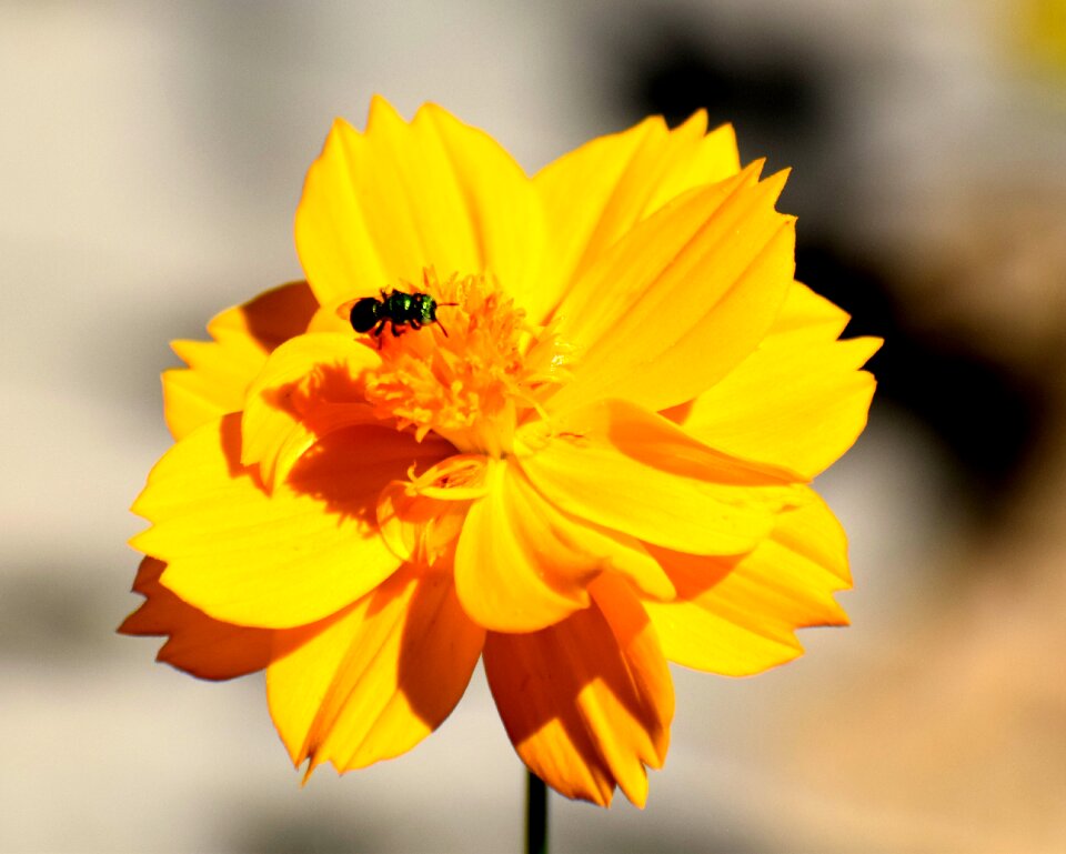 Floral plant petal