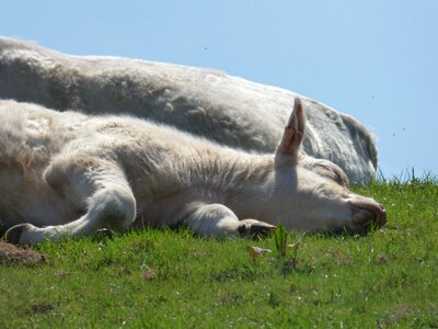 Cattle animal agriculture