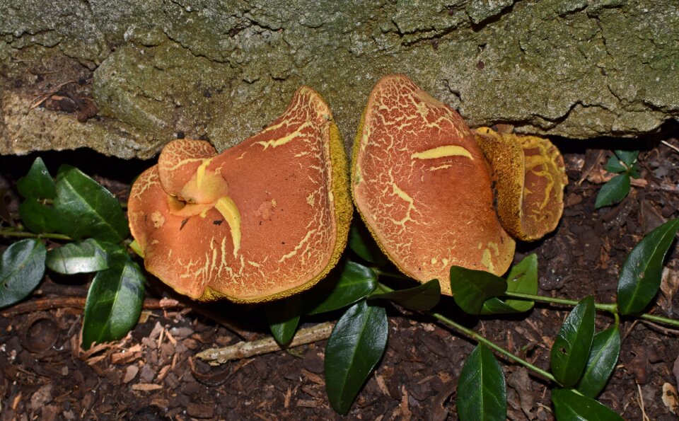 Fungi plant nature