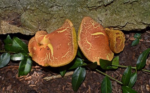 Fungi plant nature