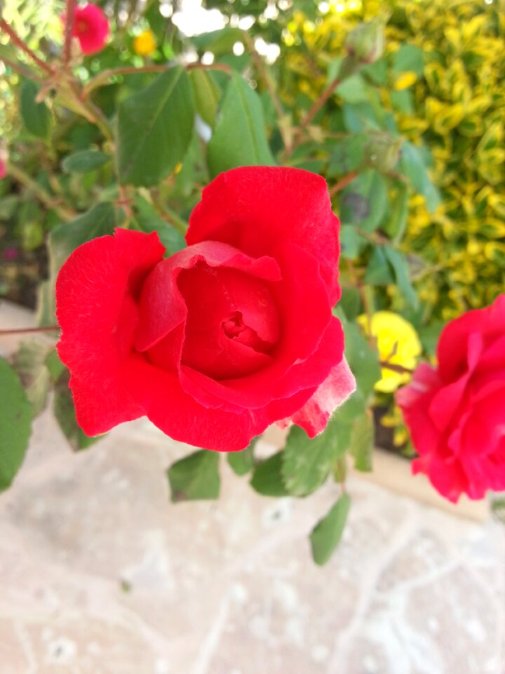 Garden red flower plant