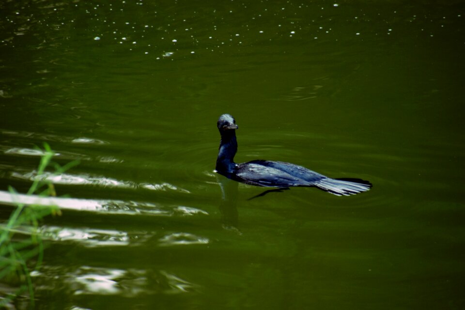 Anhinga black bird