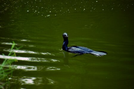 Anhinga black bird