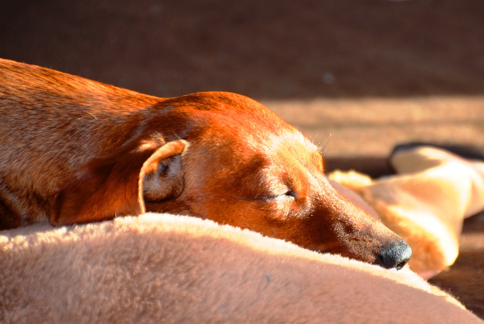 Dachshund sleep dog