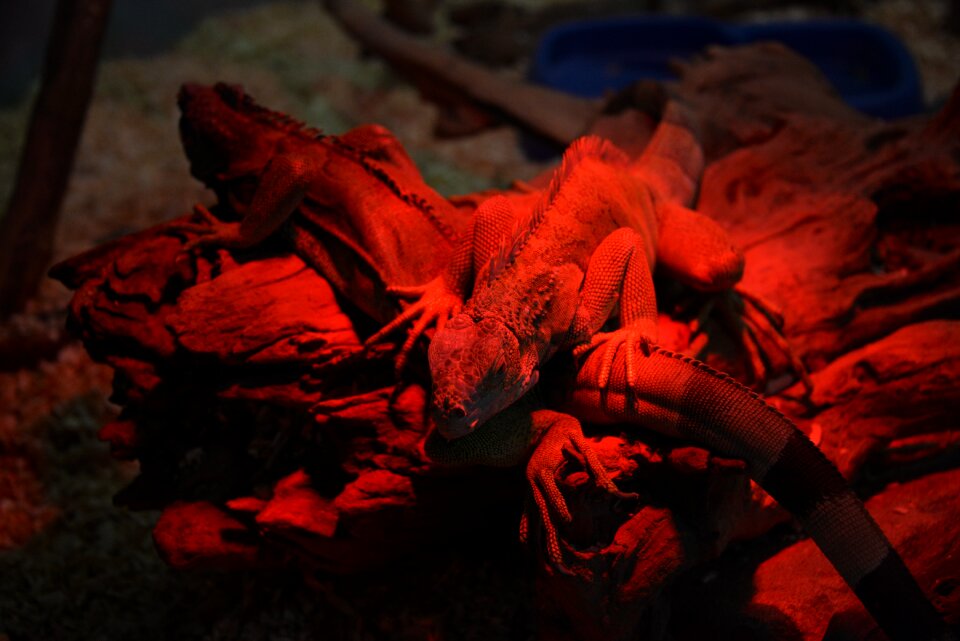 Iguana red reptiles