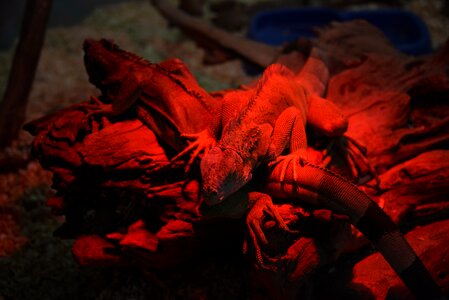 Iguana red reptiles