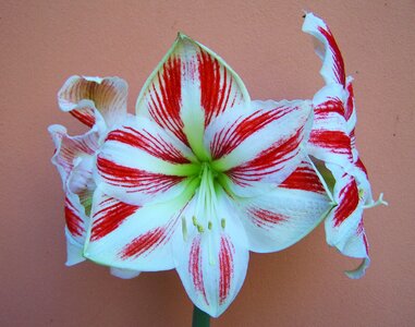 Amaryllis red-and-white striped bulbous plant photo