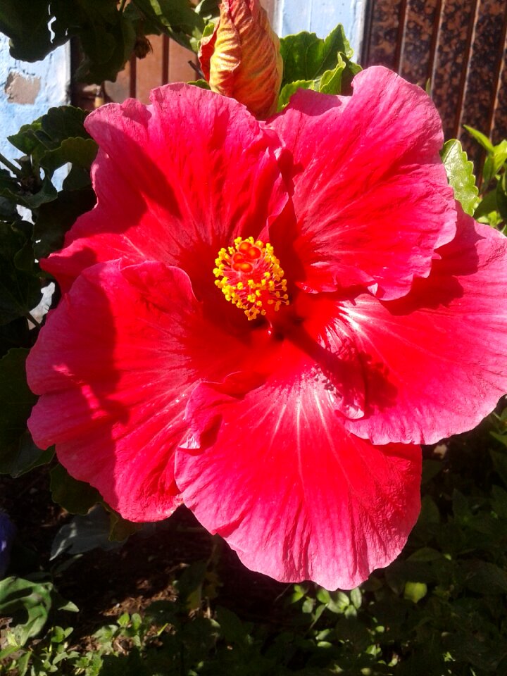 Flowers nature ecosystem